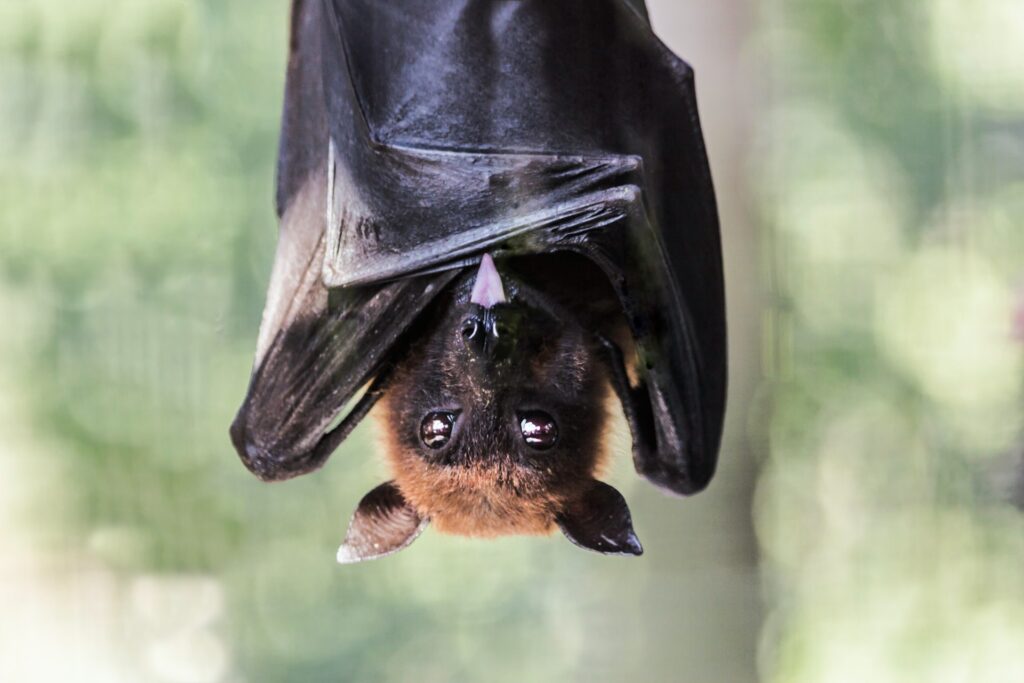 #Fledermaus