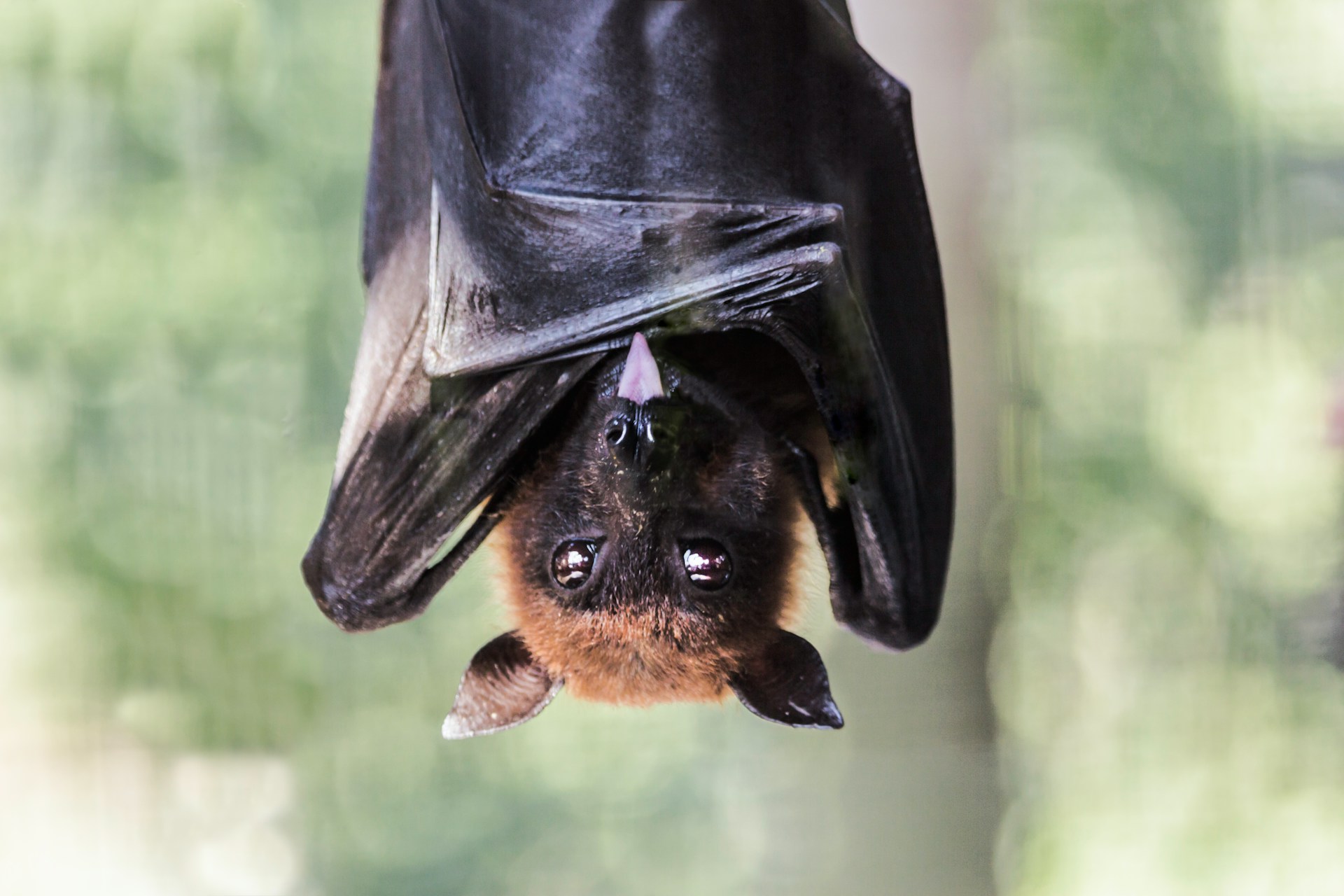 #Fledermaus
