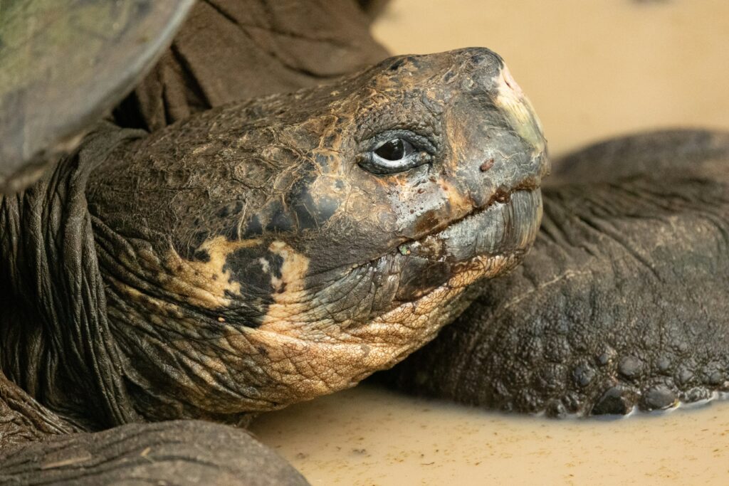 #Schildkröte