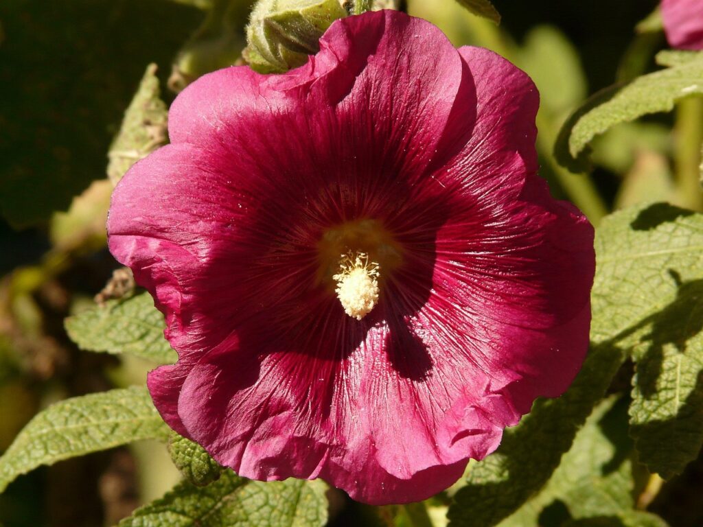 #  Lapageria rosea # Chile 