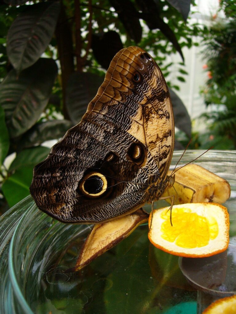 # Schmetterling # Tropen