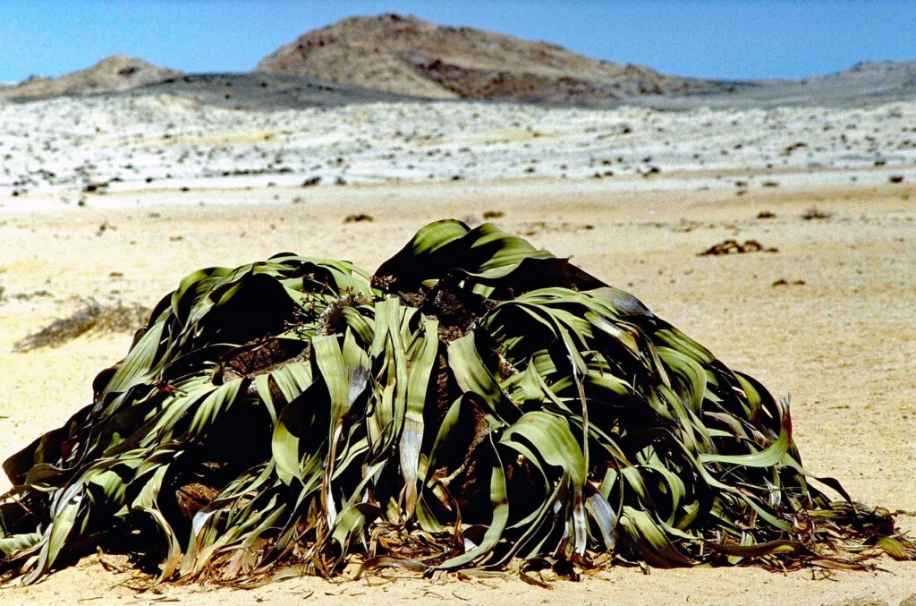 # Welwitschia mirabilis # Namib-Wüste 
