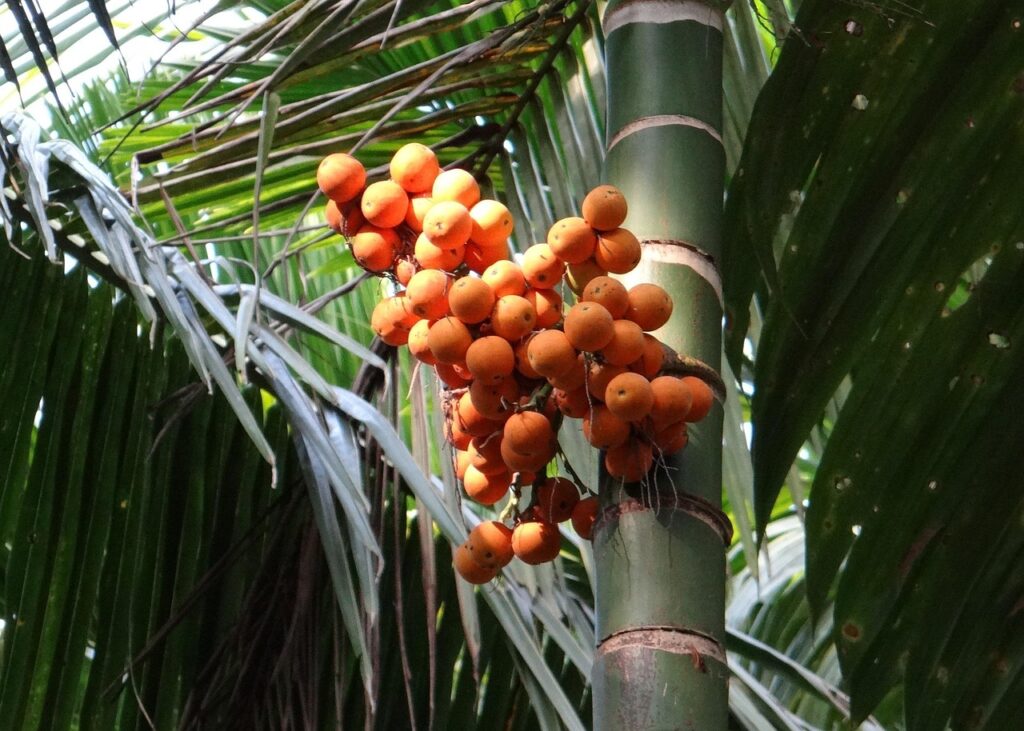 # Betelnuss # Tropische Palme #Früchte