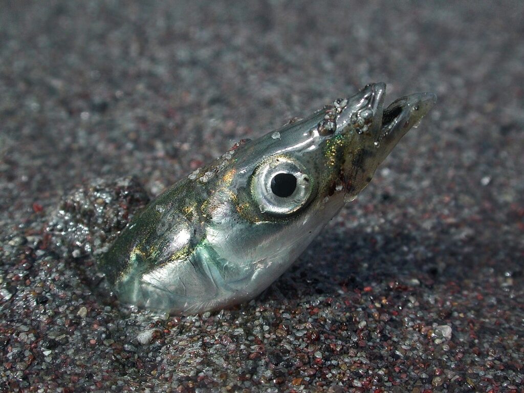 # Aal # Fisch # Meer