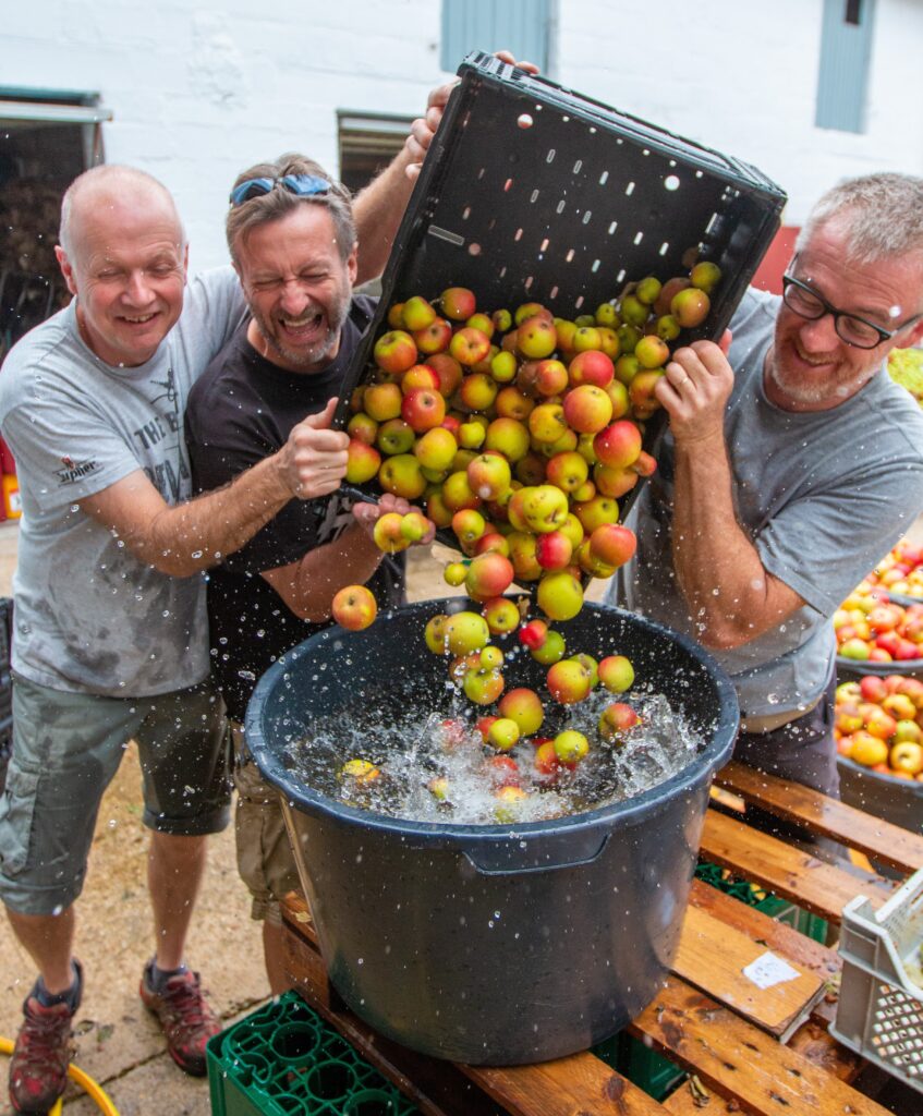Apfel, Apfelwein, Ernte