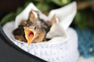 Amsel, Jungvogel, Tierrettung