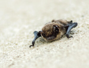 Fledermaus