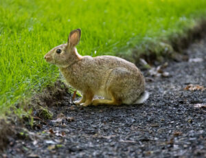 Wildkaninchen