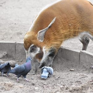 #Pinselohrschwein #Zoo #Tiere