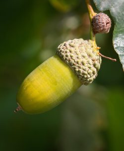 Eichel, Eichelblatt, Eichelfrucht