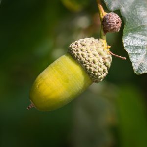 Eichel, Eichelblatt, Eichelfrucht