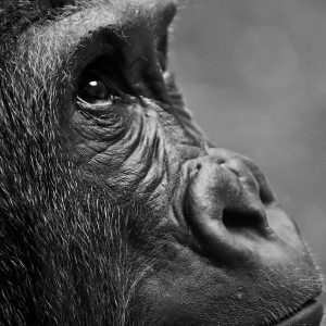 #Gorilla #Tiere #Zoo