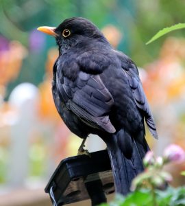 #Vogel #Natur #Amsel