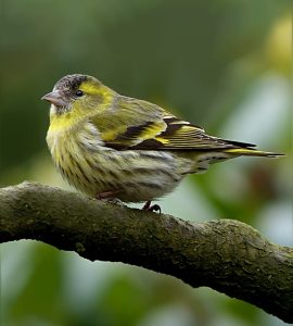 #Erlenzeisig #Vogel #Natur