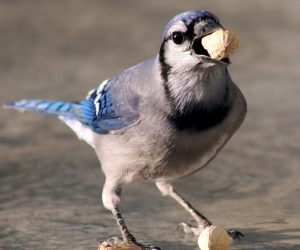 #Vogel #Erdnüsse #Futter