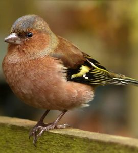 #Buchfink #Vogel #Natur