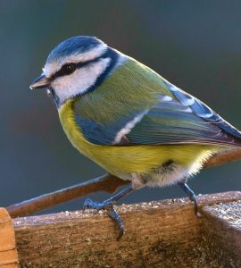 #Blaumeise #Vogel #Natur