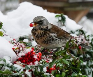 #Vogel #Winter #Beeren