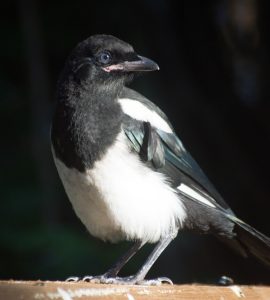 #Elster #Vogel #Natur