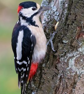 #Buntspecht #Vogel #Natur