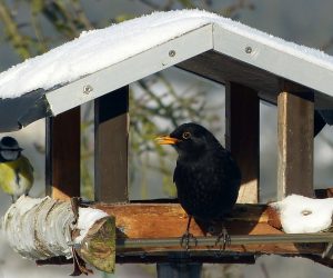 #Vogelhaus #Amsel