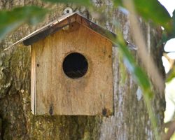 #Vogel #Nistkasten #Vogelschutz