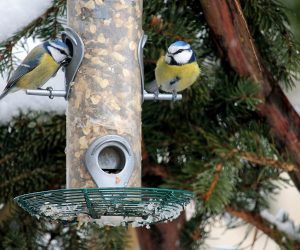 #Vogel #Futtersäule