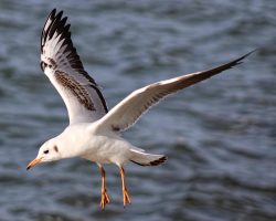 #Lachmöwe ##Vogel #Natur