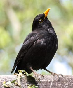 #Vogel #Amsel #Natur