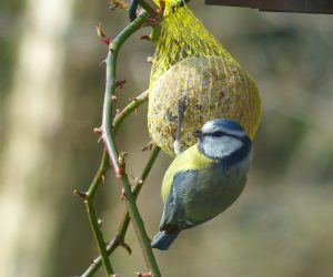 #Meisenknödel #Meise #Vogelfutter