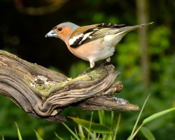 #Buchfink #Vogel #Natur