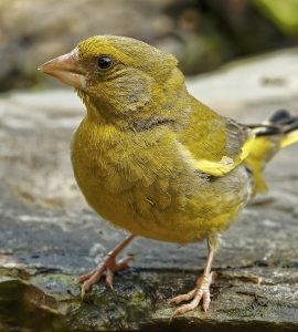 #Grünfink #Vogel #Natur