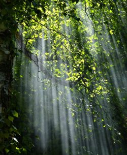 #Wald #Bäume #Licht