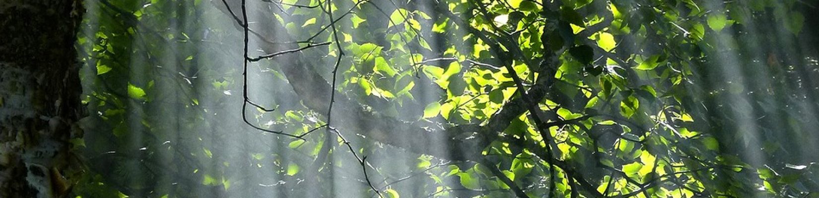 #Wald #Bäume #Licht