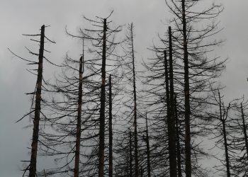 #Waldsterben #Klimawandel #Luftverschmutzung