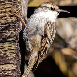 #Baumläufer #Vogel #Natur