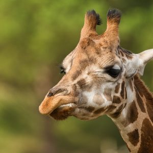 #Giraffe #Tiere #Zoo