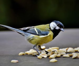 #Vogel #Futter #Natur