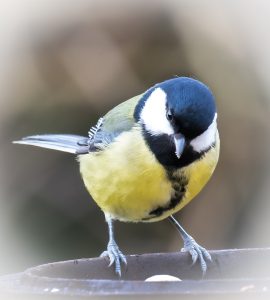 #Vogel #Natur #Kohlmeise