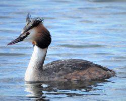 #Haubentaucher #Tiere #Natur
