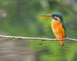 #Eisvogel #Natur #Tier