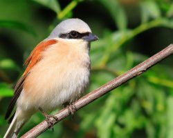 #Neuntöter #Vogel #Tiere #Natur