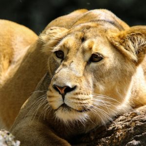 #Löwe #Tiere #Zoo