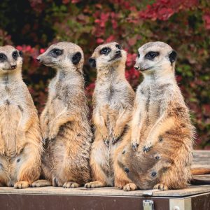 #Erdmännchen #Tiere #Zoo
