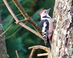 #Mittelspecht #Vogel #Natur