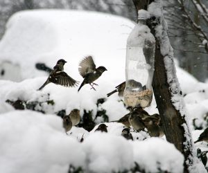 #Vögel #Futter #Winter