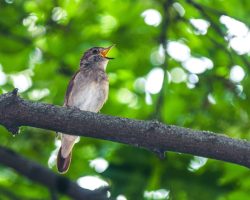 #Nachtigall #Vogel #Natur