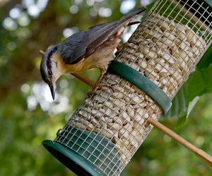 #Vogelfutter