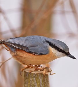 #Kleiber #Vogel #Natur