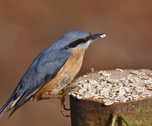 #Vogel #Futter #Natur #Kleiber